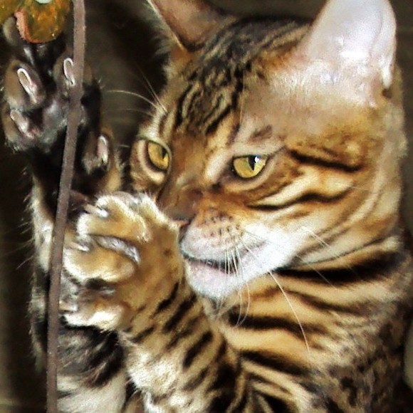 hotspotzbengals